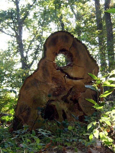 2011 10 02 Baies et champignons 09